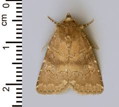 Attēlu rezultāti vaicājumam “Rusina ferruginea”