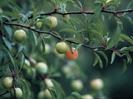 Attēlu rezultāti vaicājumam “Poa angustifolia fruit”