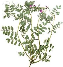 Attēlu rezultāti vaicājumam “Vicia sativa”