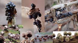 Attēlu rezultāti vaicājumam “Diderma sp.”