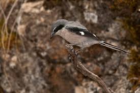 Attēlu rezultāti vaicājumam “Lanius excubitor”