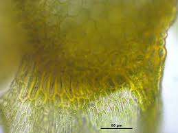 Attēlu rezultāti vaicājumam “Palustriella commutata”
