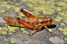 Attēlu rezultāti vaicājumam “Podisma pedestris”