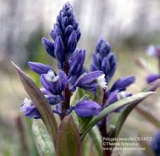 Attēlu rezultāti vaicājumam “Polygala amarella flower”