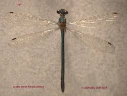 Attēlu rezultāti vaicājumam “Lestes dryas female”