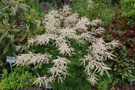 Image result for Aruncus dioicus