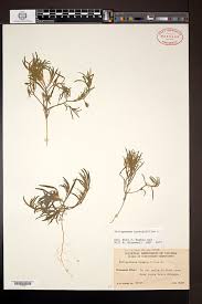 Attēlu rezultāti vaicājumam “Corispermum hyssopifolium fruit”