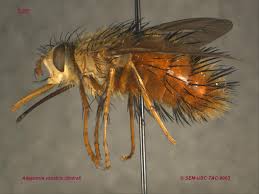 Attēlu rezultāti vaicājumam “Tachinidae”