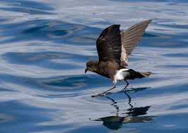 Image result for Oceanites oceanicus