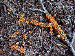 Attēlu rezultāti vaicājumam “Leocarpus fragilis spores”