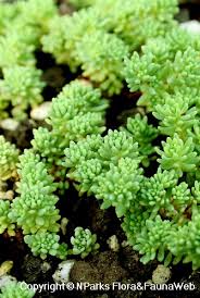 Attēlu rezultāti vaicājumam “Sedum sexangulare flower”
