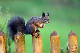 Attēlu rezultāti vaicājumam “Sciurus vulgaris”