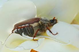 Attēlu rezultāti vaicājumam “Melolontha melolontha imago”