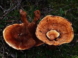 Attēlu rezultāti vaicājumam “Onnia tomentosa”