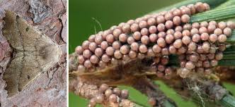 Attēlu rezultāti vaicājumam “Odontopera bidentata”