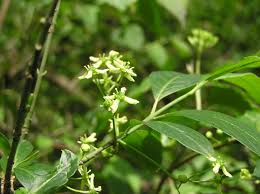 Attēlu rezultāti vaicājumam “Euonymus europaeus flower”