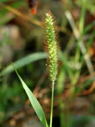 Attēlu rezultāti vaicājumam “Setaria glauca”