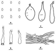 Attēlu rezultāti vaicājumam “Athelia pyriformis”
