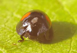 Attēlu rezultāti vaicājumam “Chilocorus renipustulatus”