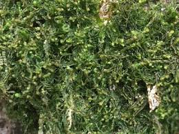 Attēlu rezultāti vaicājumam “Jamesoniella autumnalis”