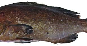 Image result for Mycteroperca interstitialis