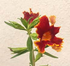 Attēlu rezultāti vaicājumam “Festuca altissima flower”