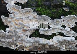 Attēlu rezultāti vaicājumam “Datronia mollis”