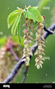 Attēlu rezultāti vaicājumam “Carpinus caroliniana male flower”