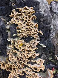 Attēlu rezultāti vaicājumam “Stereum hirsutum”