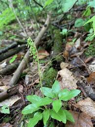 Attēlu rezultāti vaicājumam “Orthilia secunda leaf”