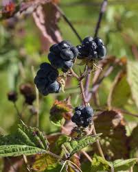 Attēlu rezultāti vaicājumam “Rubus caesius fruit”