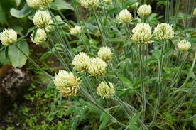 Attēlu rezultāti vaicājumam “Trifolium montanum flower”