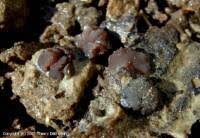 Attēlu rezultāti vaicājumam “Ombrophila violacea”