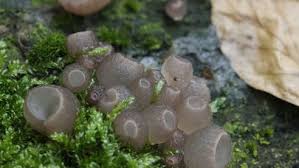 Attēlu rezultāti vaicājumam “Neobulgaria pura”