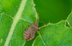 Attēlu rezultāti vaicājumam “Heteroptera”
