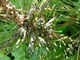 Attēlu rezultāti vaicājumam “Neodiprion sertifer”