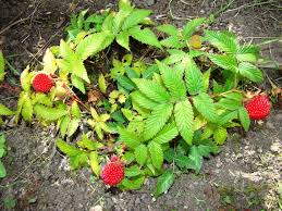 Attēlu rezultāti vaicājumam “Rubus illecebrosus fruit”