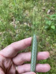 Attēlu rezultāti vaicājumam “Hordeum vulgare”