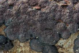 Attēlu rezultāti vaicājumam “Hypoxylon fuscum”