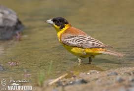 Image result for Emberiza melanocephala