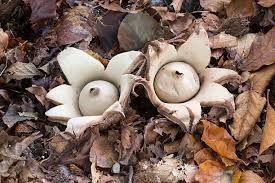 Attēlu rezultāti vaicājumam “Geastrum”