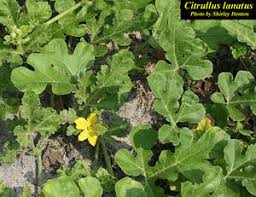 Attēlu rezultāti vaicājumam “Citrullus lanatus leaf”