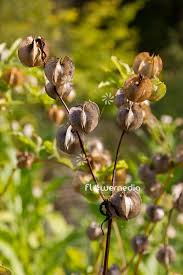Attēlu rezultāti vaicājumam “Nicandra physalodes fruit”