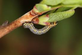 Attēlu rezultāti vaicājumam “Arichanna melanaria”