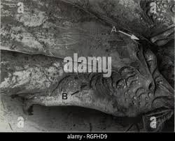 Attēlu rezultāti vaicājumam “Vouauxiomyces santessonii”