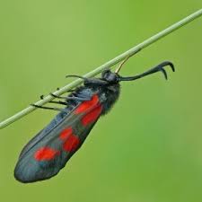 Attēlu rezultāti vaicājumam “Zygaena lonicerae”