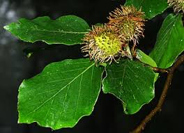 Attēlu rezultāti vaicājumam “Fagus sylvatica fruit”