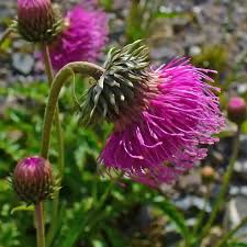 Image result for Alpendistel