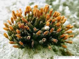 Attēlu rezultāti vaicājumam “Orthotrichum anomalum”