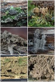 Attēlu rezultāti vaicājumam “Arcyria minuta stalked”